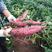 西瓜红，1000亩，2两以上商品薯1.4元，条形整齐，