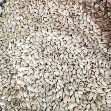 中药材冬瓜仁单边冬瓜子冬瓜籽500g可磨粉