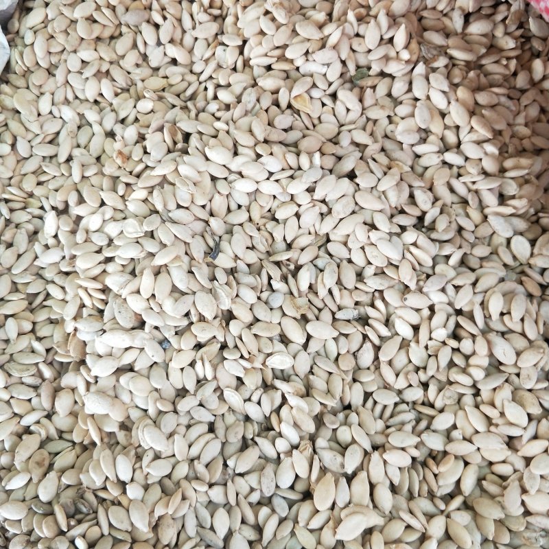 中药材冬瓜仁单边冬瓜子冬瓜籽500g可磨粉
