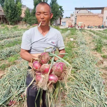 红洋葱种子，秦红宝，果型好看，商品率高，亩产最高2万斤