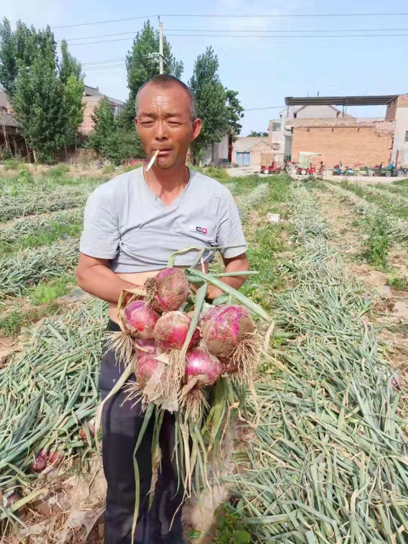 红洋葱种子，秦红宝，果型好看，商品率高，亩产最高2万斤