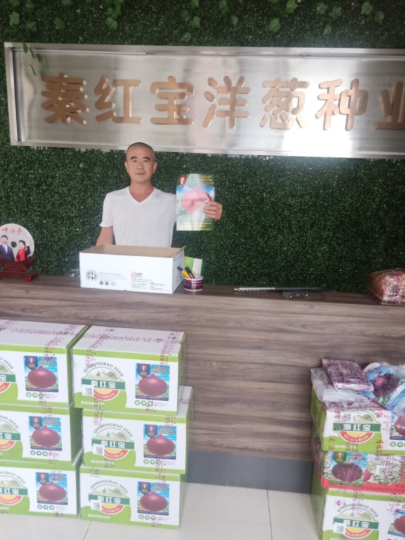 红洋葱种子，秦红宝，果型好看，商品率高，亩产最高2万斤