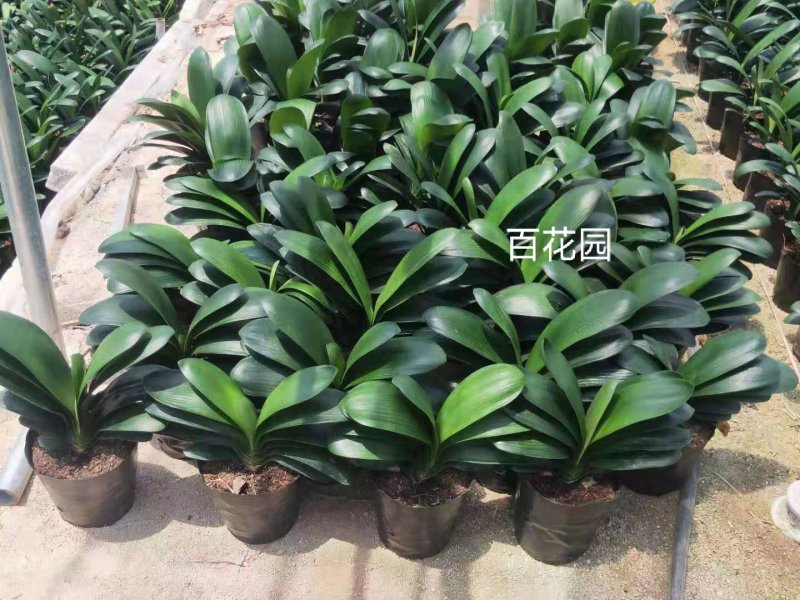 精品18杯君子兰基地自产自销