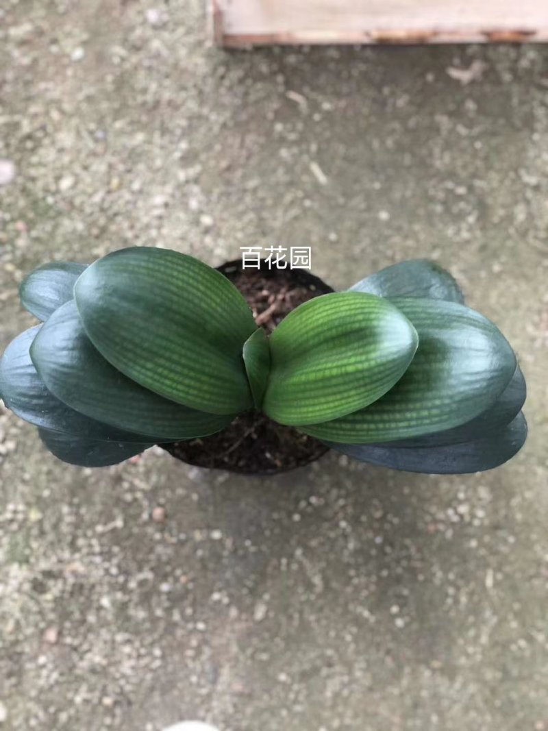 精品18杯君子兰基地自产自销