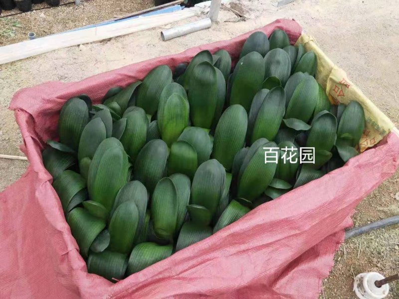 精品18杯君子兰基地自产自销