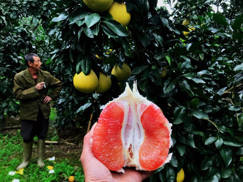 红肉蜜柚😍原产地1.8斤起步坚持品质、万众热捧😘