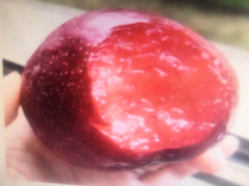 新品种西梅李子树苗，法兰西，皇后，蓝蜜李子树味帝李子苗