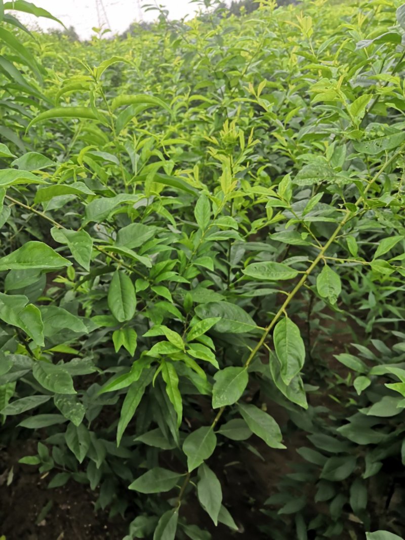 新品种西梅李子树苗，法兰西，皇后，蓝蜜李子树味帝李子苗