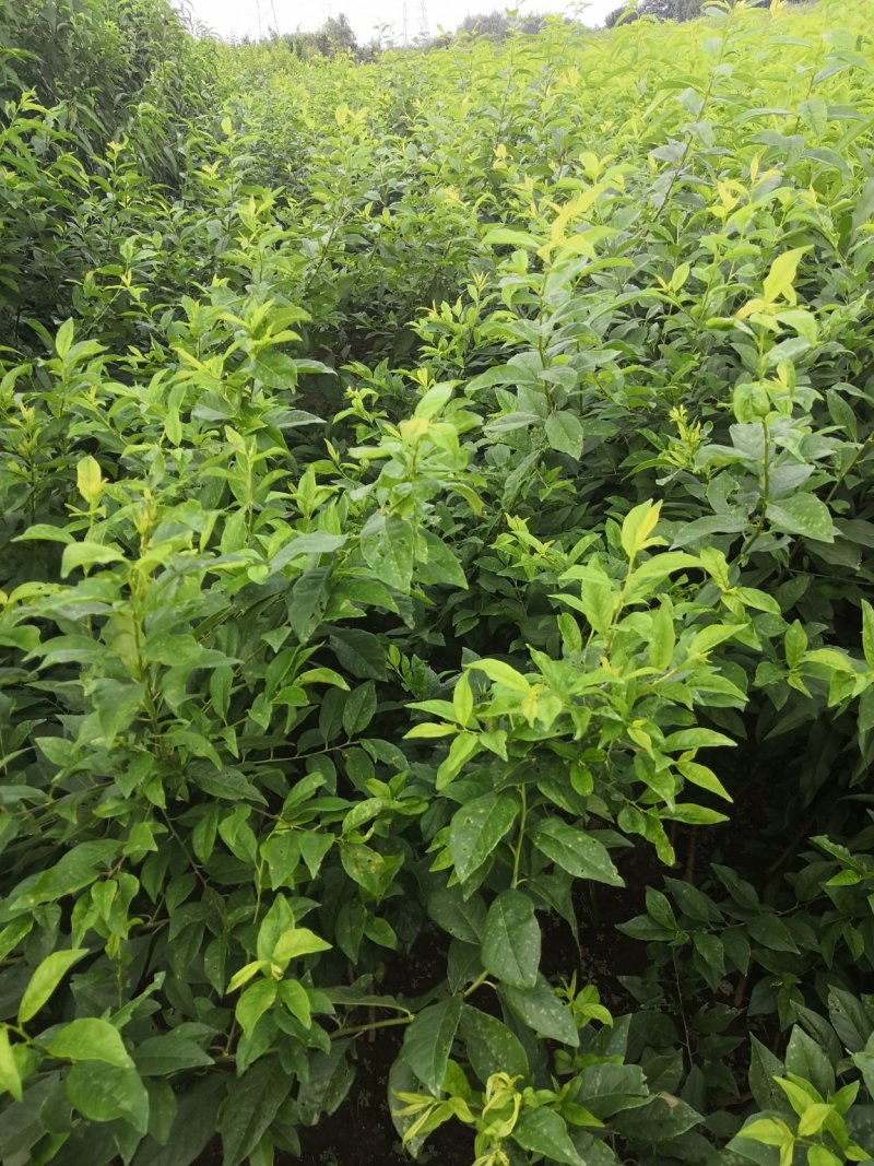 新品种西梅李子树苗，法兰西，皇后，蓝蜜李子树味帝李子苗