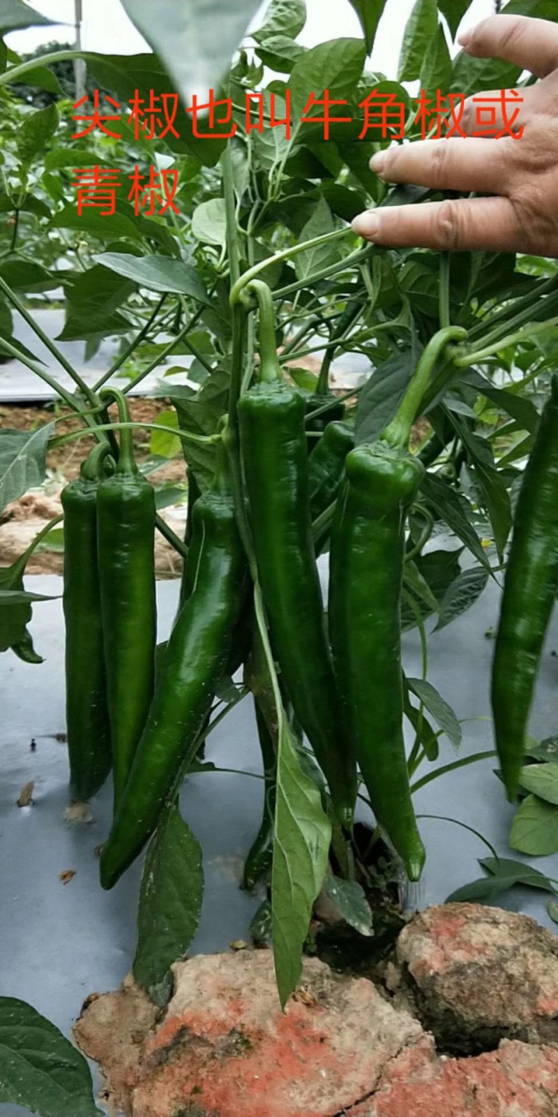 市场热销各种优质辣椒苗，现已大量上市，欢迎各界人士订购