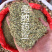 迷迭香优质大货花草茶大叶小叶1公斤起批