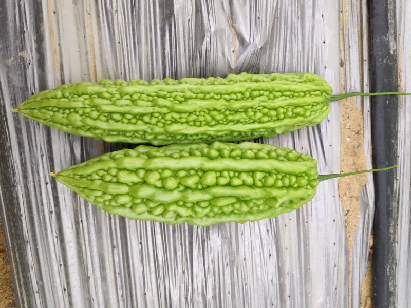 珍珠苦瓜苗（刺瘤型，大棚种植更出色），欢迎来电咨询