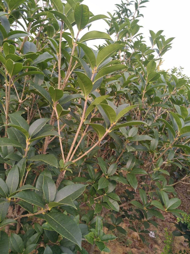金桂树