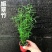 姬翠竹批发漂亮姬翠竹大量批发竹子盆栽品种多多
