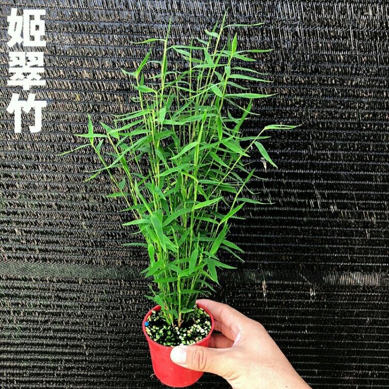 姬翠竹批发漂亮姬翠竹大量批发竹子盆栽品种多多