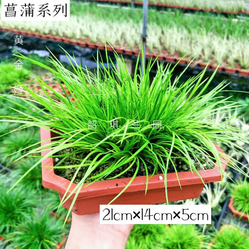 爆盆菖蒲黄金姬、金钱批发21公分含盆