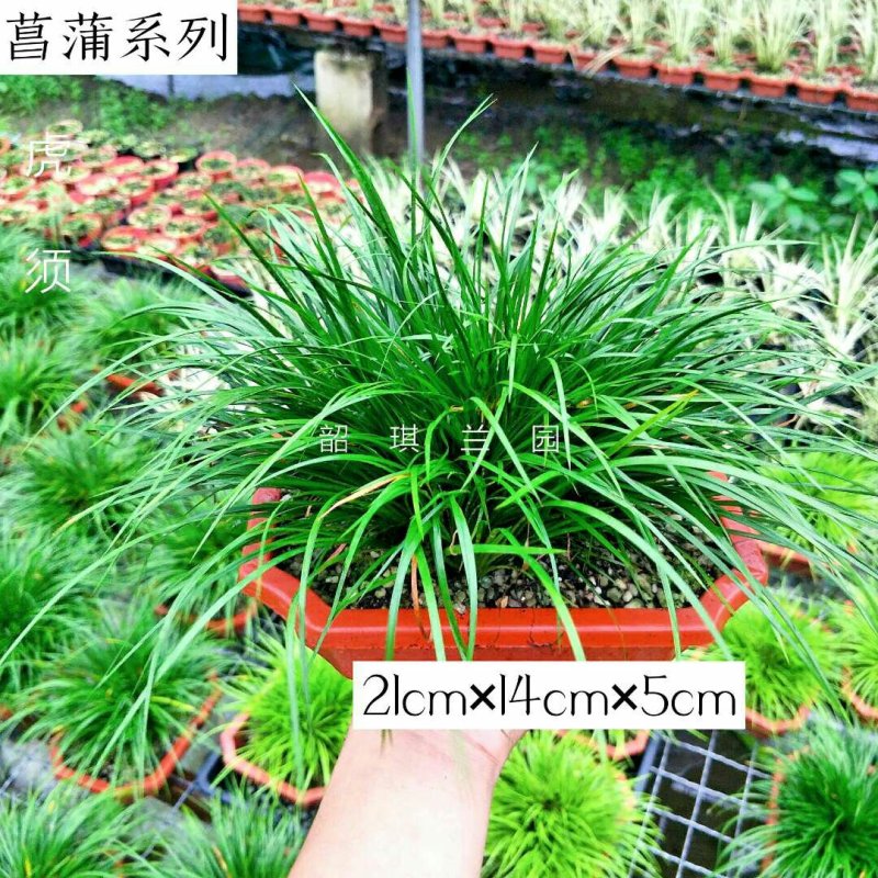爆盆菖蒲黄金姬、金钱批发21公分含盆