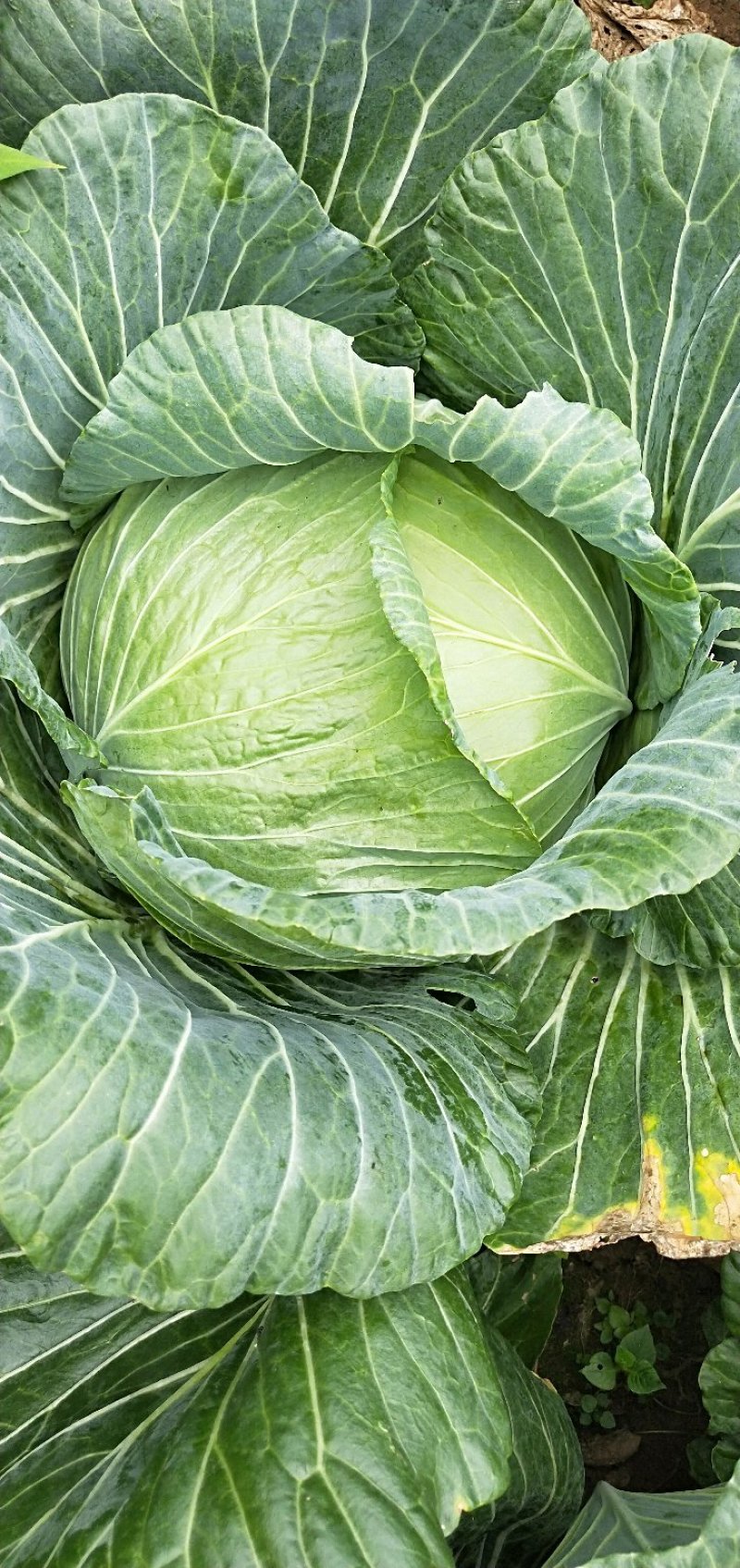包菜甘蓝
