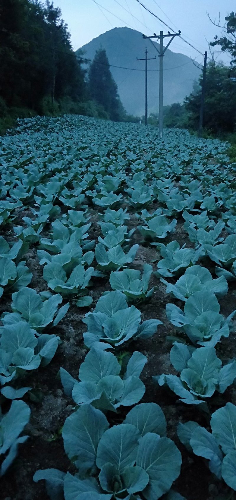 包菜甘蓝