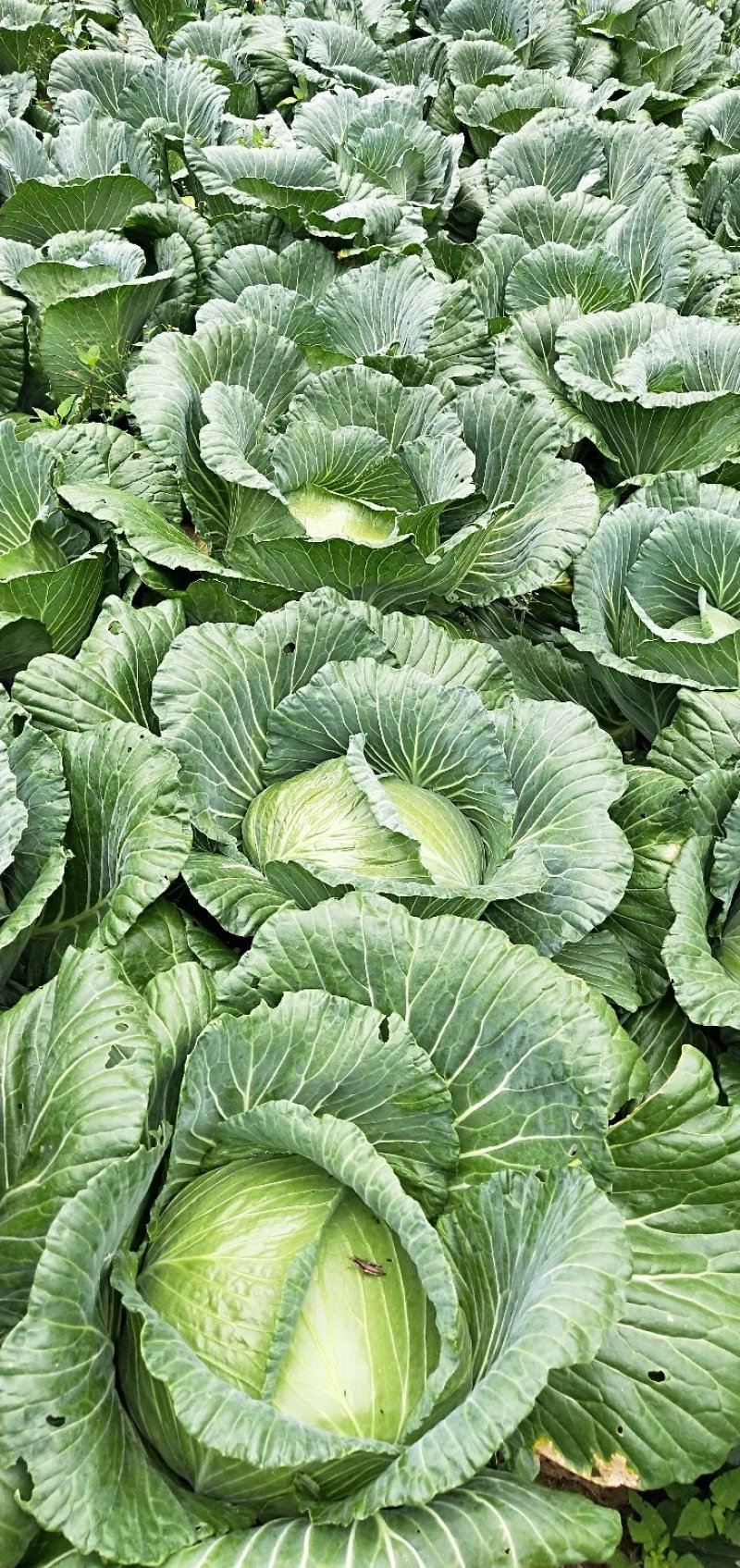 包菜甘蓝