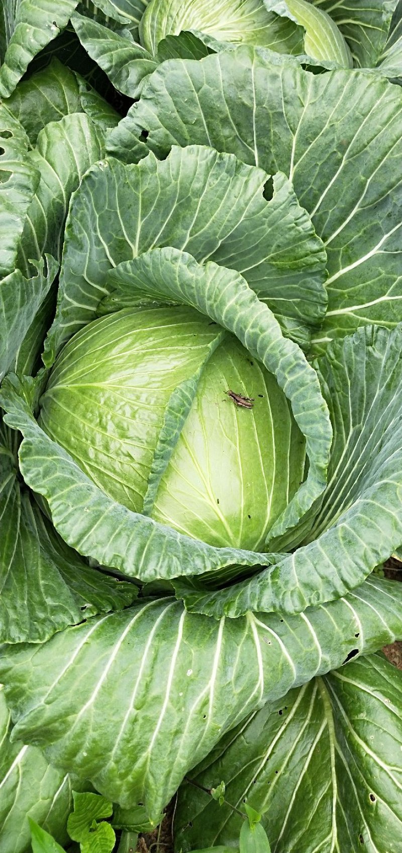 包菜甘蓝