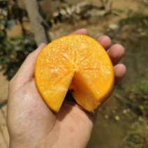 阳丰柿子水果柿子脆柿子山西柿子基地一件代发