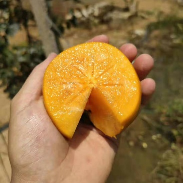 阳丰柿子水果柿子脆柿子山西柿子基地一件代发