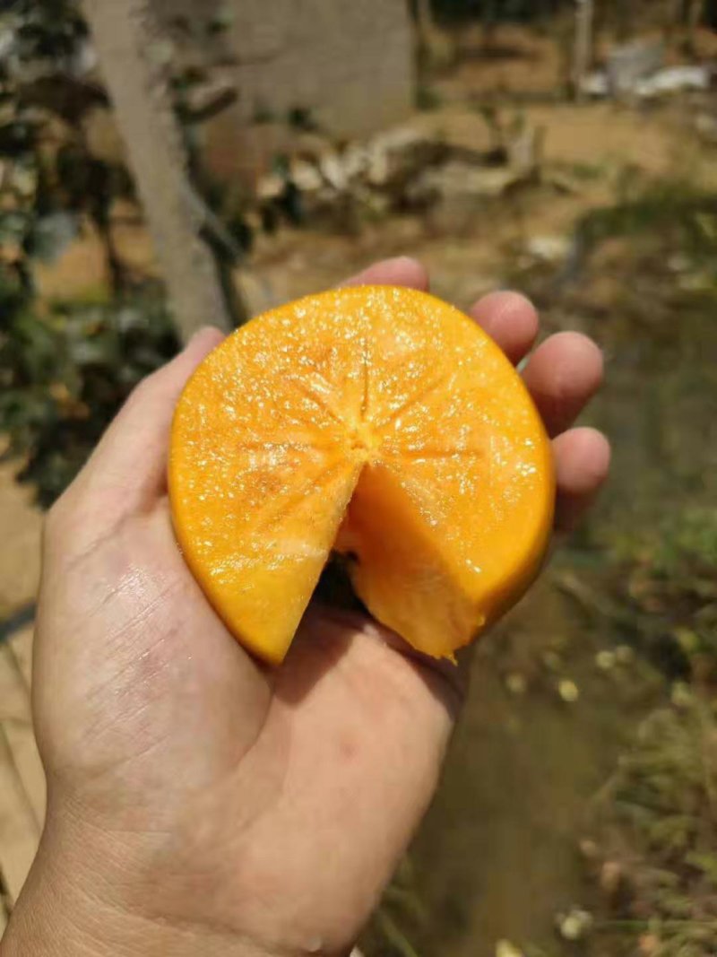 阳丰柿子水果柿子脆柿子山西柿子基地一件代发