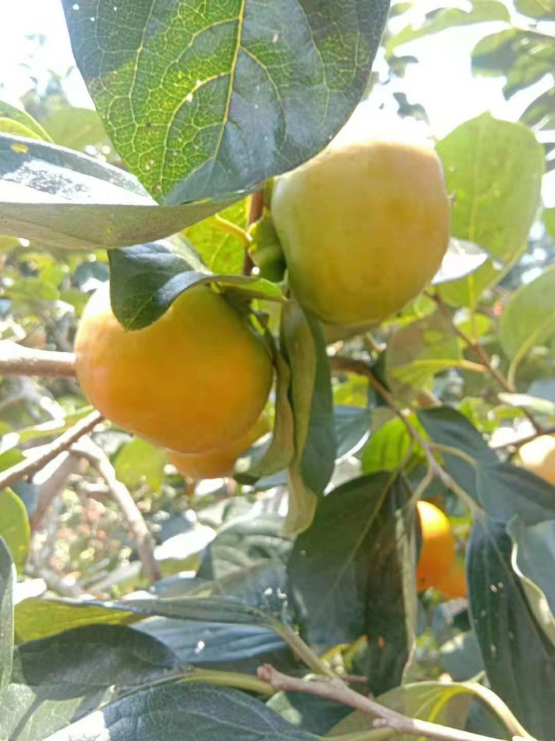阳丰柿子水果柿子脆柿子山西柿子基地一件代发