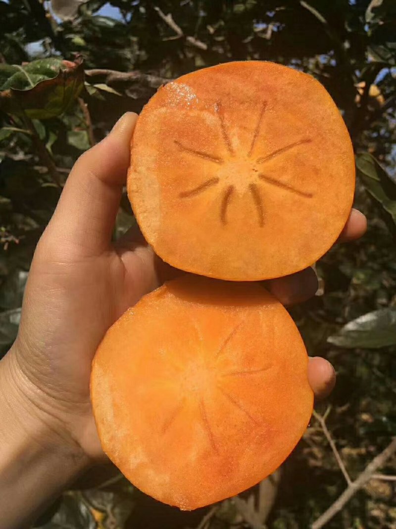 阳丰柿子水果柿子脆柿子山西柿子基地一件代发
