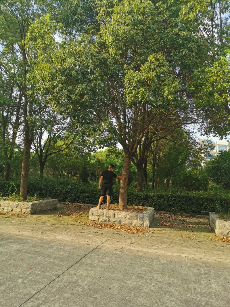 移栽精品全冠香樟20-30