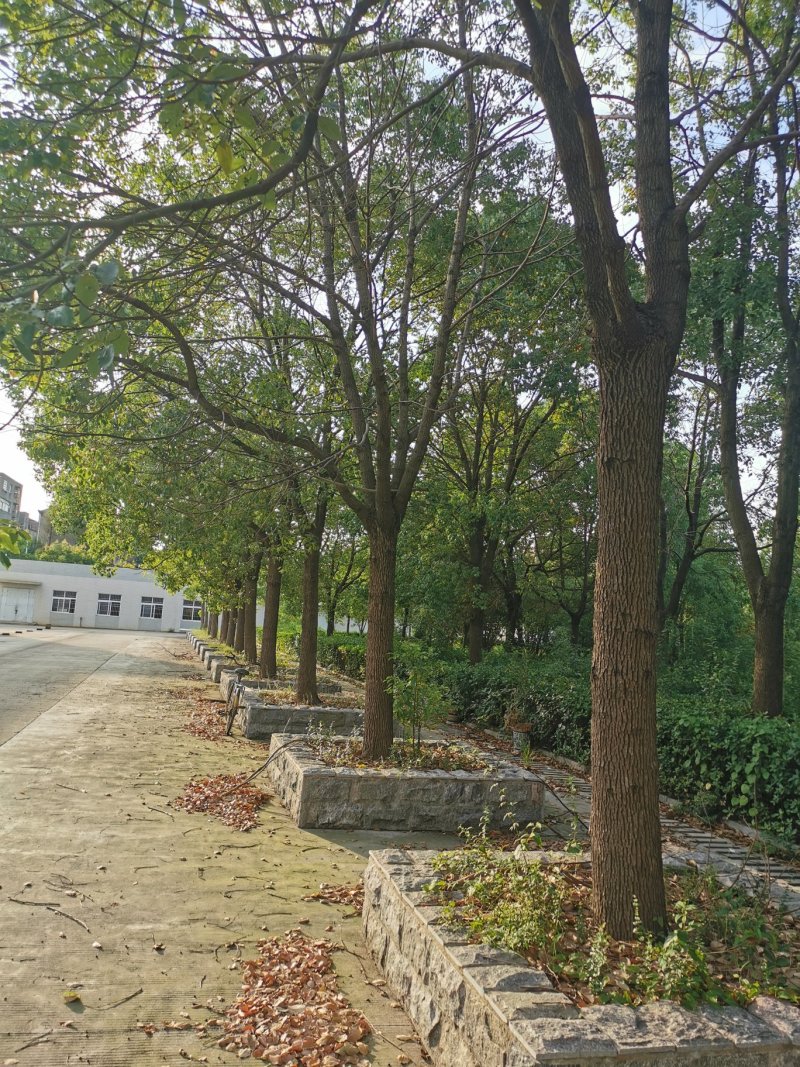 移栽精品全冠香樟20-30