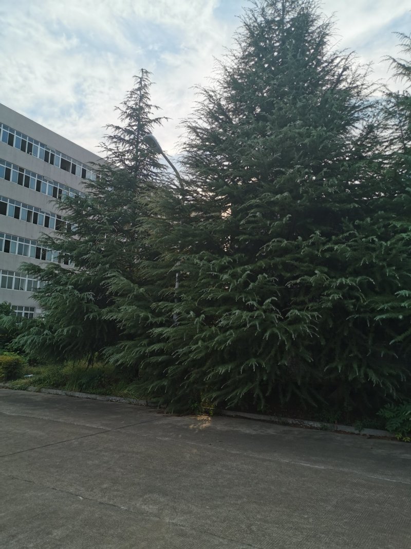 处理高7米，冠6米雪松