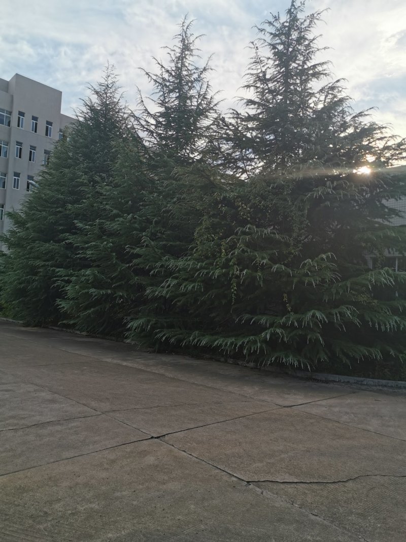 处理高7米，冠6米雪松