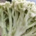 【实力商家】产地直发【保质保量】量大从优【诚信经营】菜花