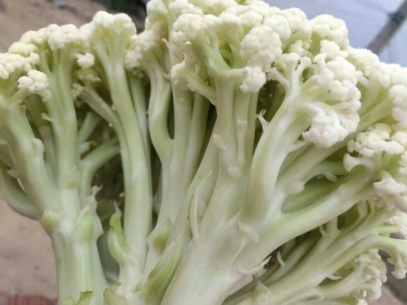 【实力商家】产地直发【保质保量】量大从优【诚信经营】菜花