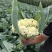 【实力商家】产地直发【保质保量】量大从优【诚信经营】菜花