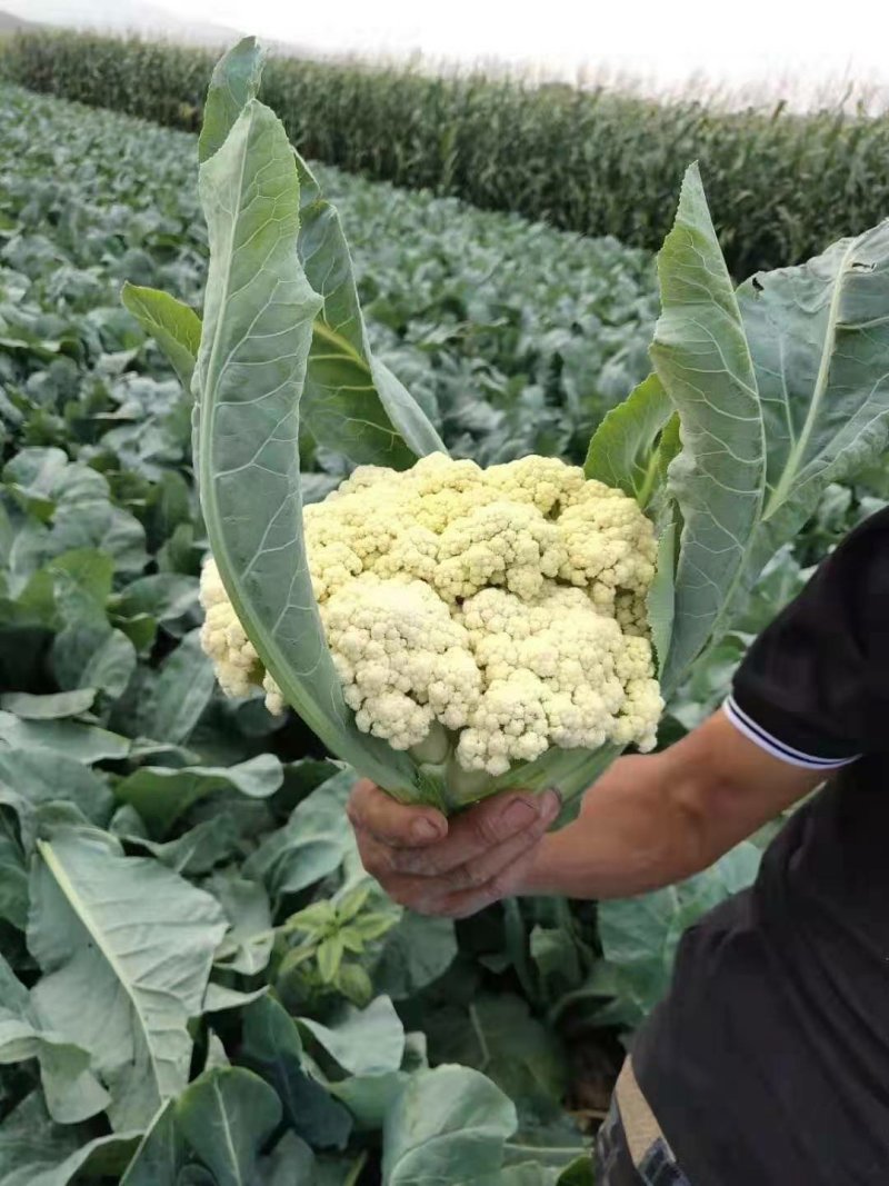 【实力商家】产地直发【保质保量】量大从优【诚信经营】菜花