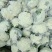 【实力商家】产地直发【保质保量】量大从优【诚信经营】菜花