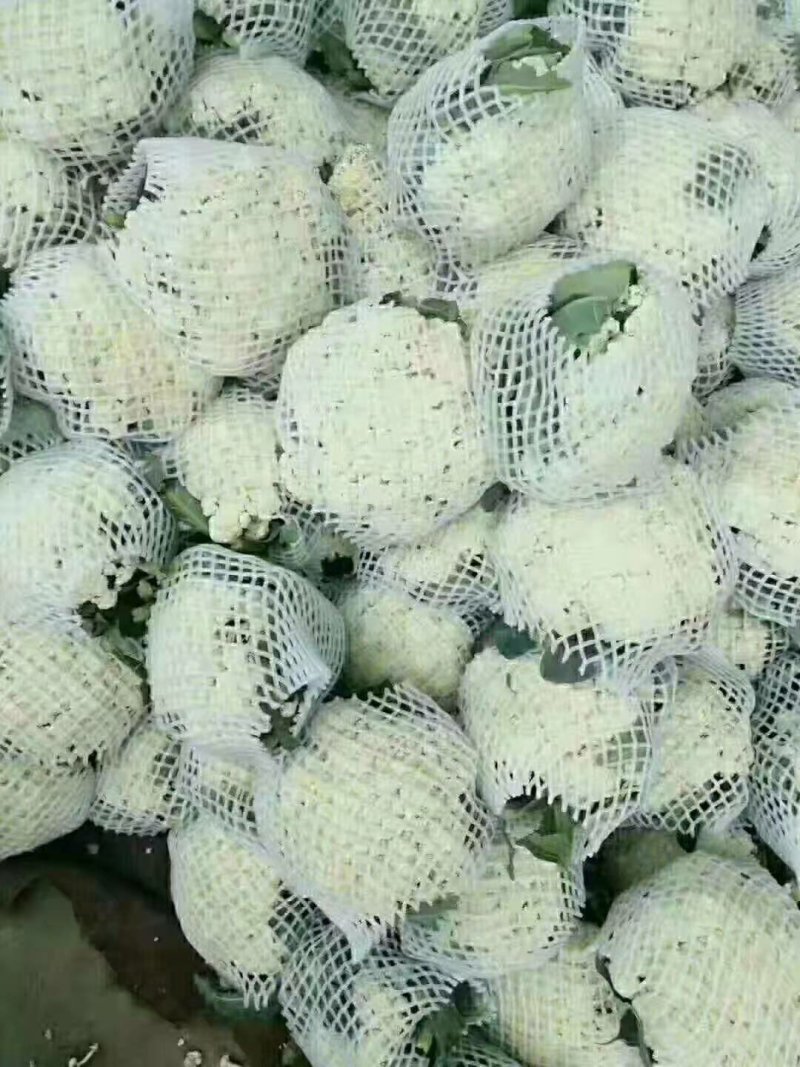 【实力商家】产地直发【保质保量】量大从优【诚信经营】菜花