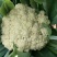 【实力商家】产地直发【保质保量】量大从优【诚信经营】菜花