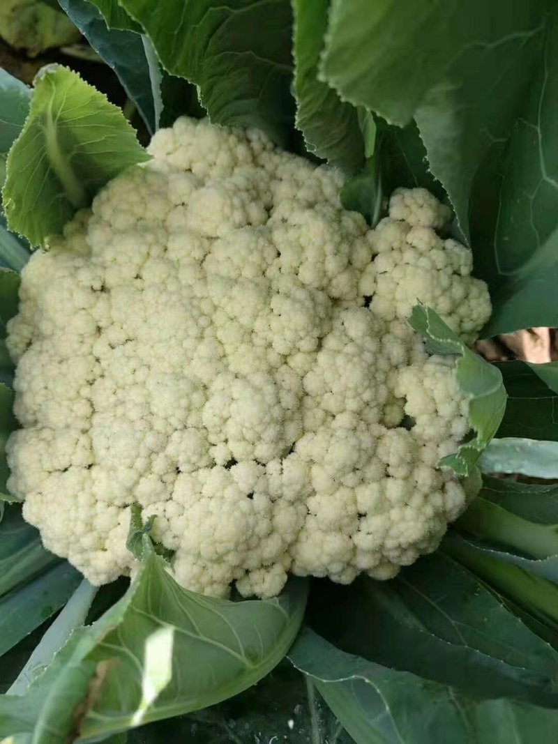 【实力商家】产地直发【保质保量】量大从优【诚信经营】菜花