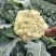 【实力商家】产地直发【保质保量】量大从优【诚信经营】菜花