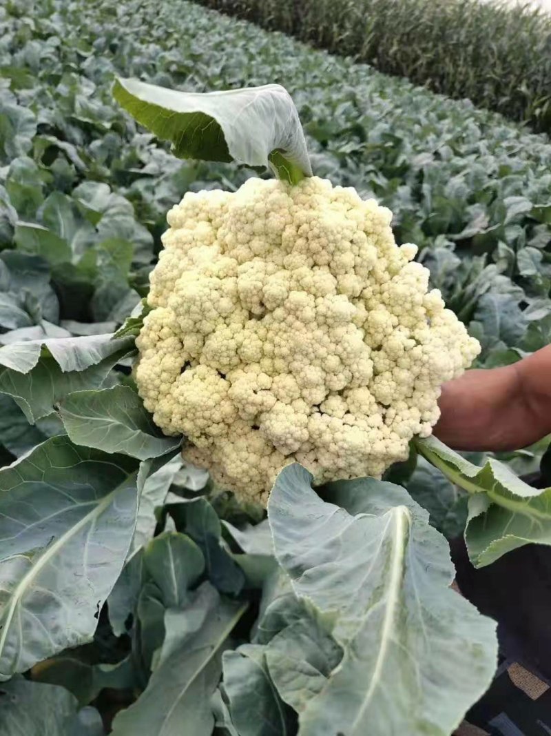 【实力商家】产地直发【保质保量】量大从优【诚信经营】菜花