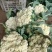 【实力商家】产地直发【保质保量】量大从优【诚信经营】菜花