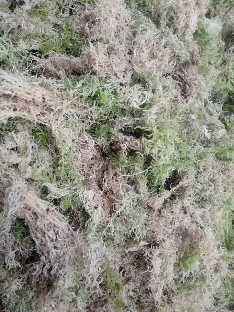 水苔