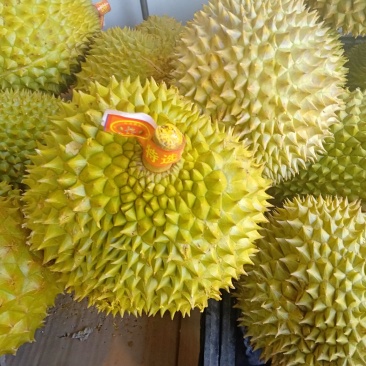 榴莲果苗金枕，猫山，带营养土发货！！！！