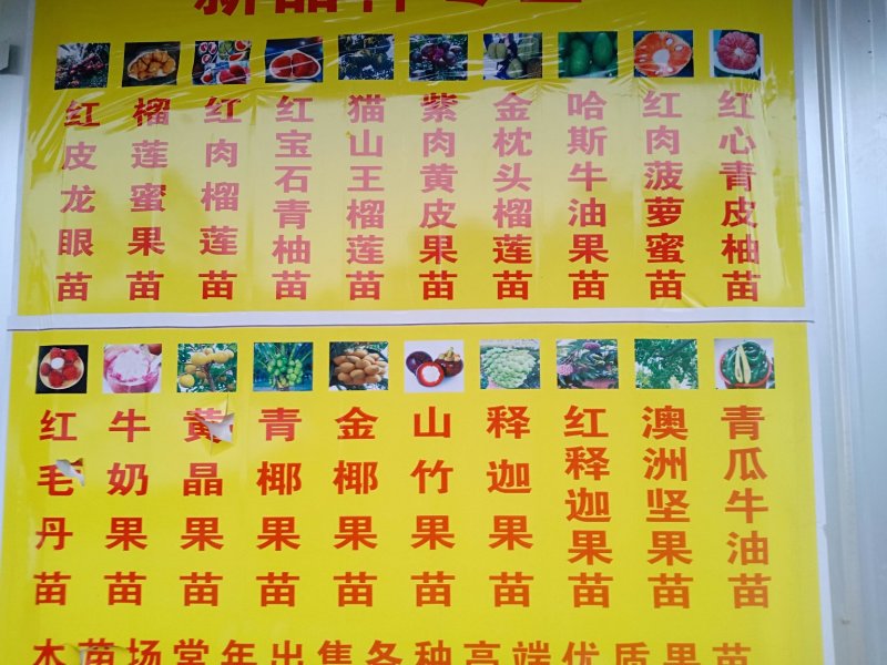 榴莲果苗金枕，猫山，带营养土发货！！！！