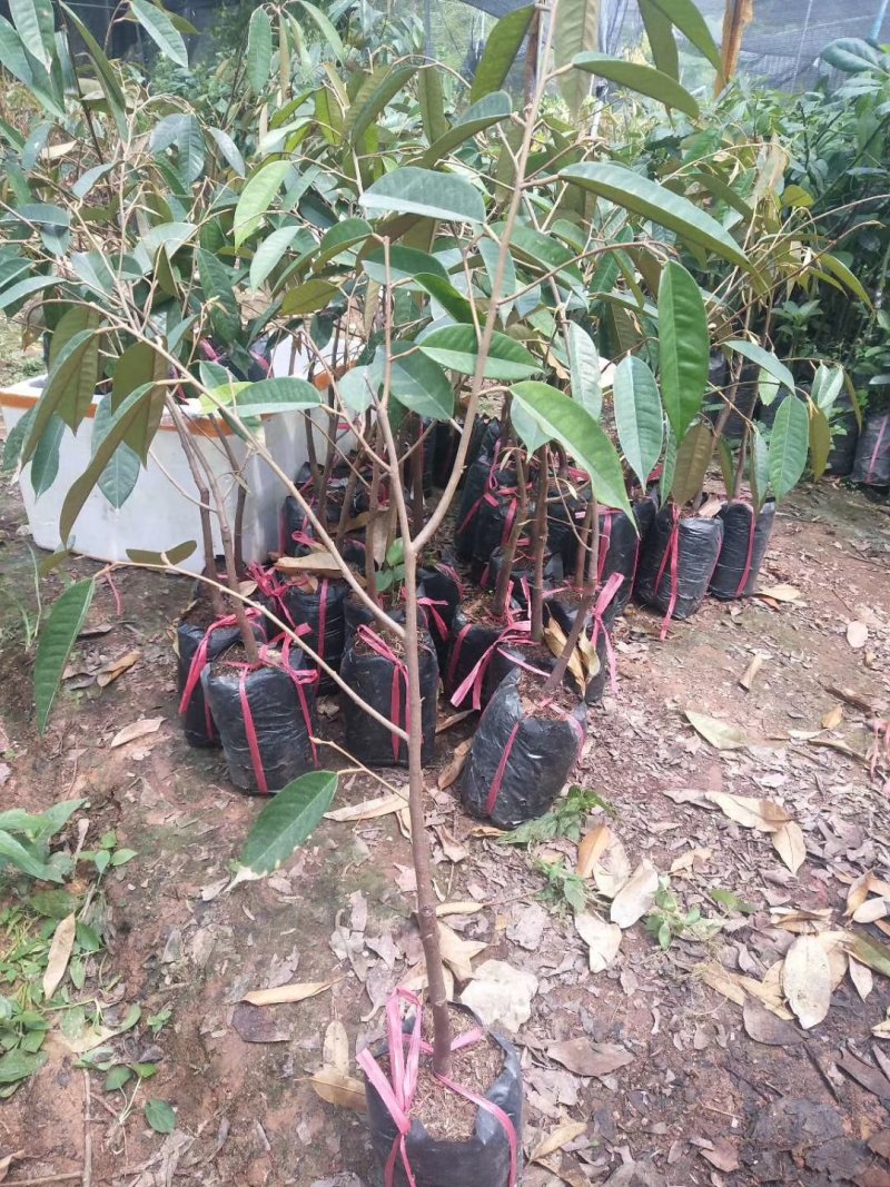 榴莲果苗金枕，猫山，带营养土发货！！！！