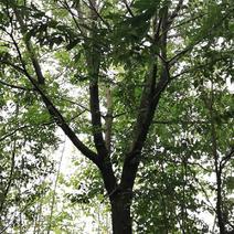 生货朴树12至50公分规格，高度7-12米冠幅4-6米。